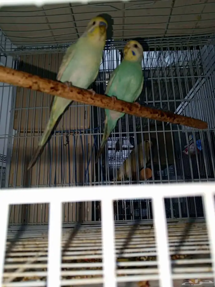 طيور بادجي رينبو 1