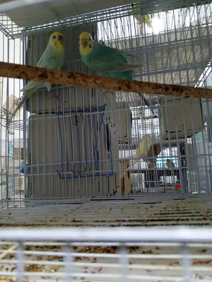 طيور بادجي رينبو 3