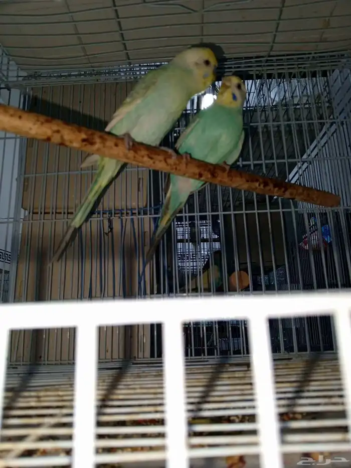 طيور بادجي رينبو 0