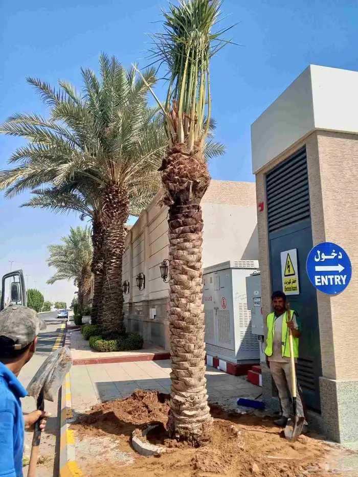 يوجد لدينا نخل للبيع بجميع انواعه ومقاساته نخل للبيع جده مكه 0