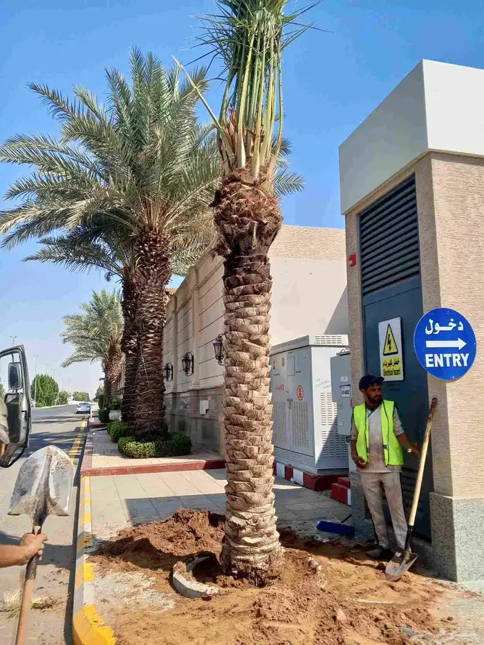 يوجد لدينا نخل للبيع بجميع انواعه ومقاساته نخل للبيع جده مكه 1