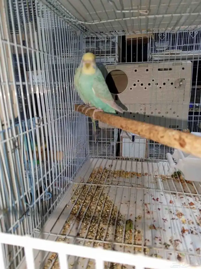 طيور بادجي رينبو 2