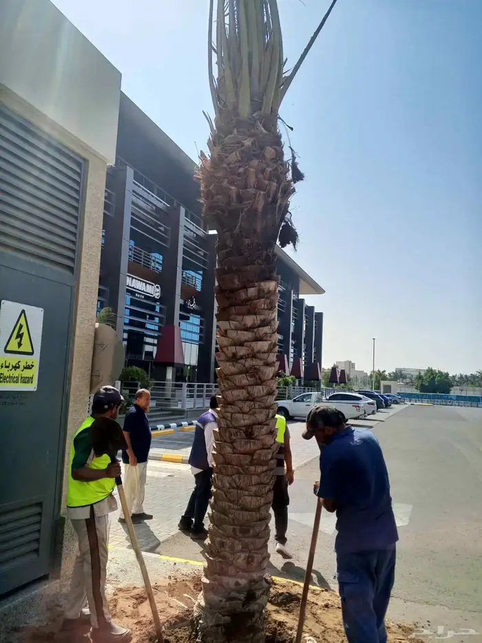 يوجد لدينا نخل للبيع بجميع انواعه ومقاساته نخل للبيع جده مكه 2