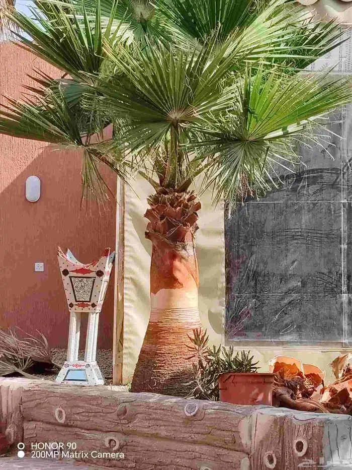 تكريب النخل وقص الاشجار 4