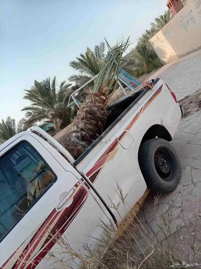 نخل للبيع ع الطلب من هوى ولا شف 4