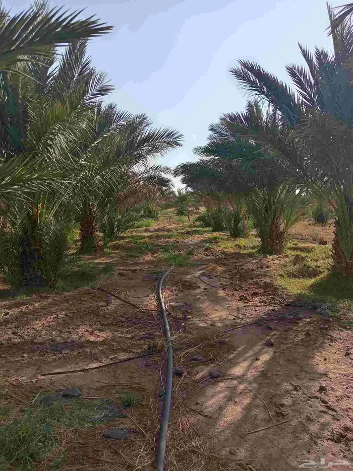 قلايع بيض ومتلبن للبيع 2