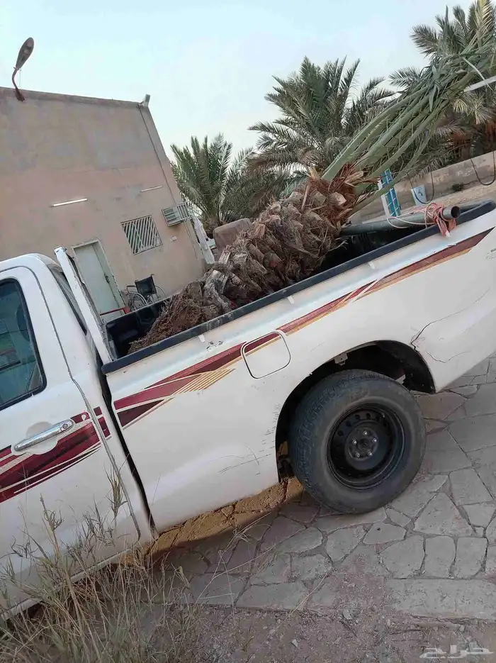 نخل للبيع ع الطلب من هوى ولا شف 3