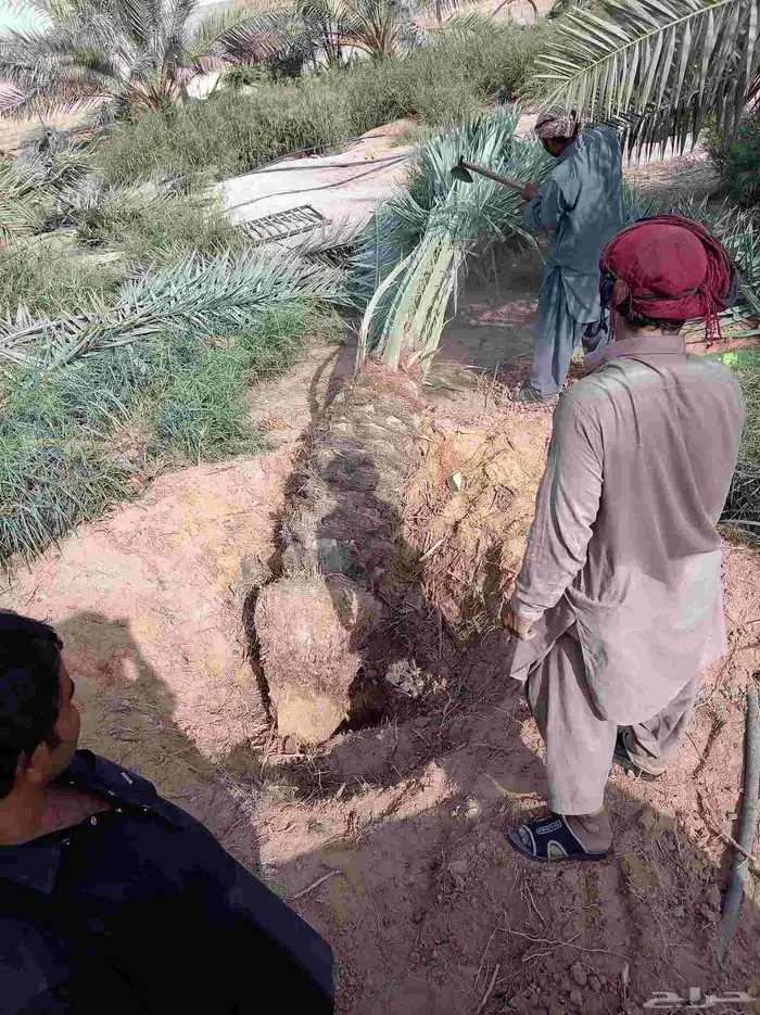نخل للبيع ع الطلب من هوى ولا شف 5