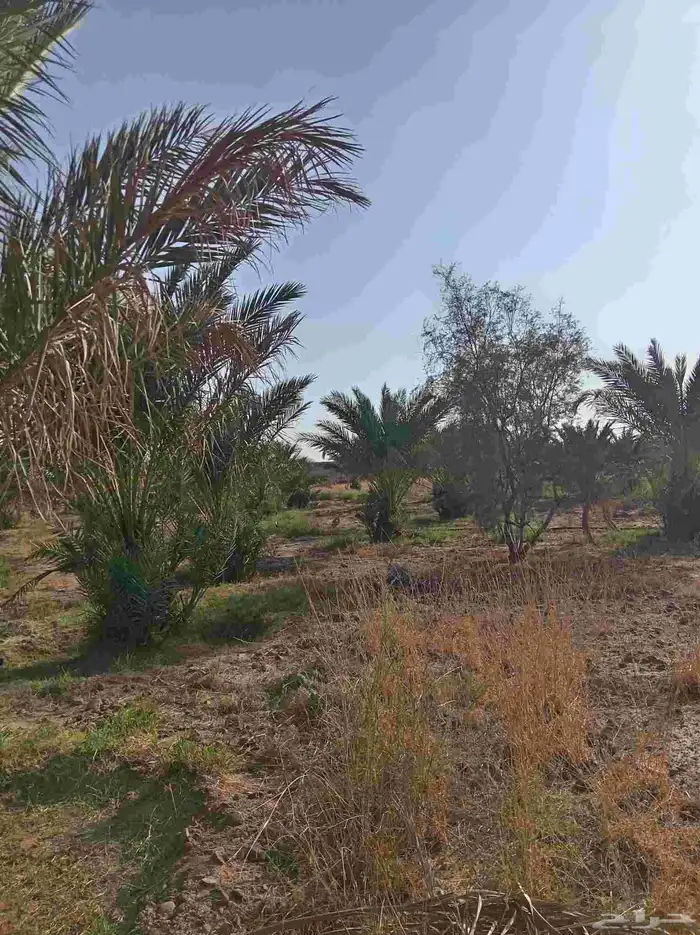 قلايع بيض ومتلبن للبيع 6