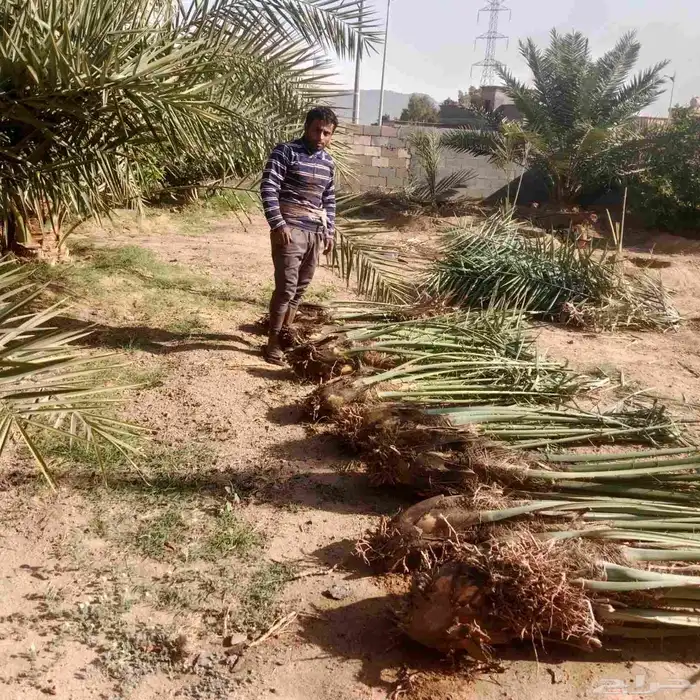 نخال من الدرجه الاولى 7