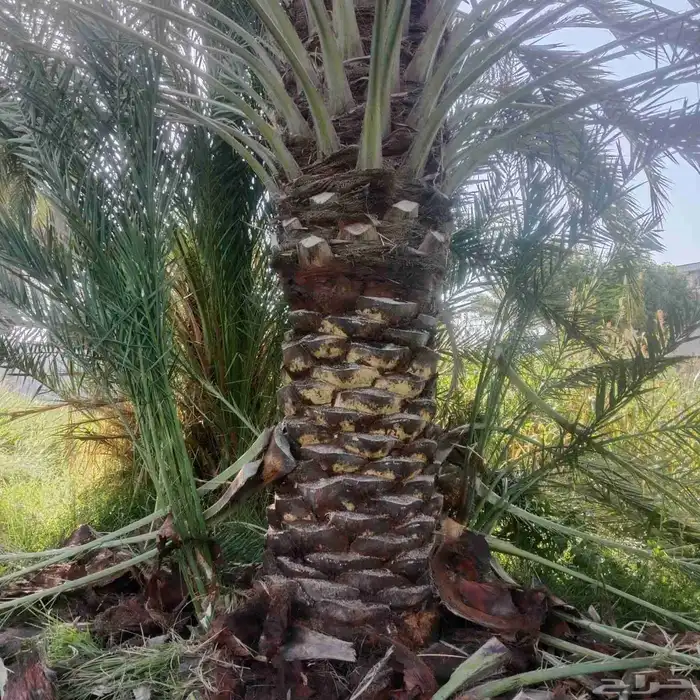 نخال من الدرجه الاولى 0