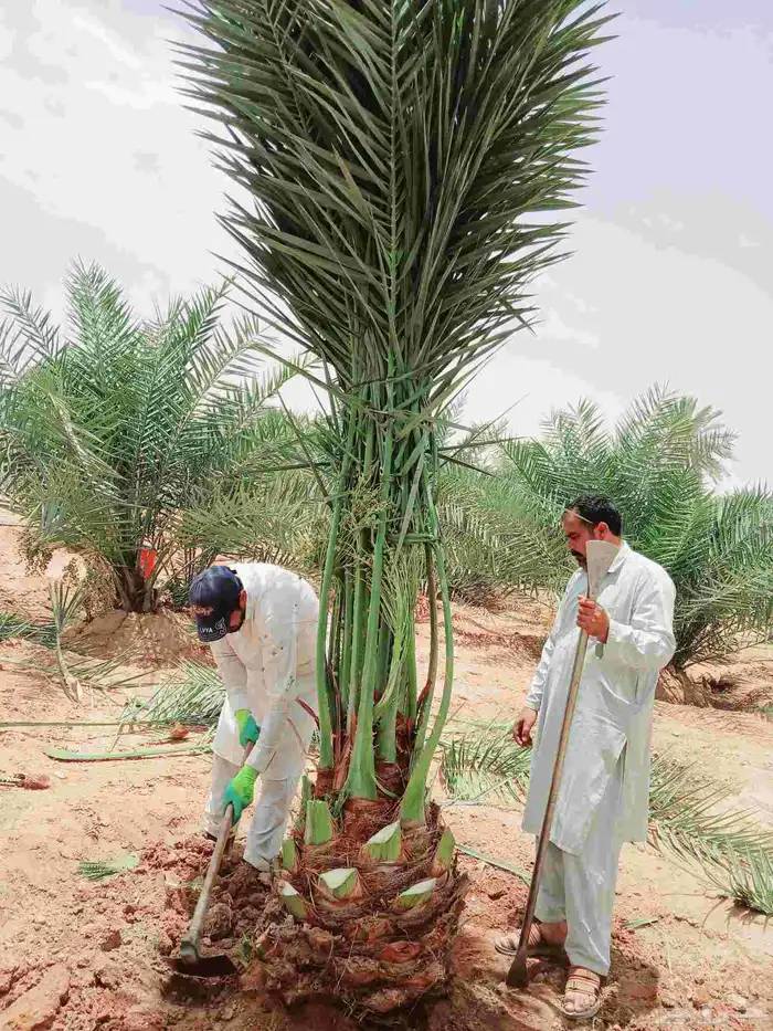 نخل مثمر فاخر للبيع واشنطني زينه للبيع نقايل صقعي برحي سكري 9