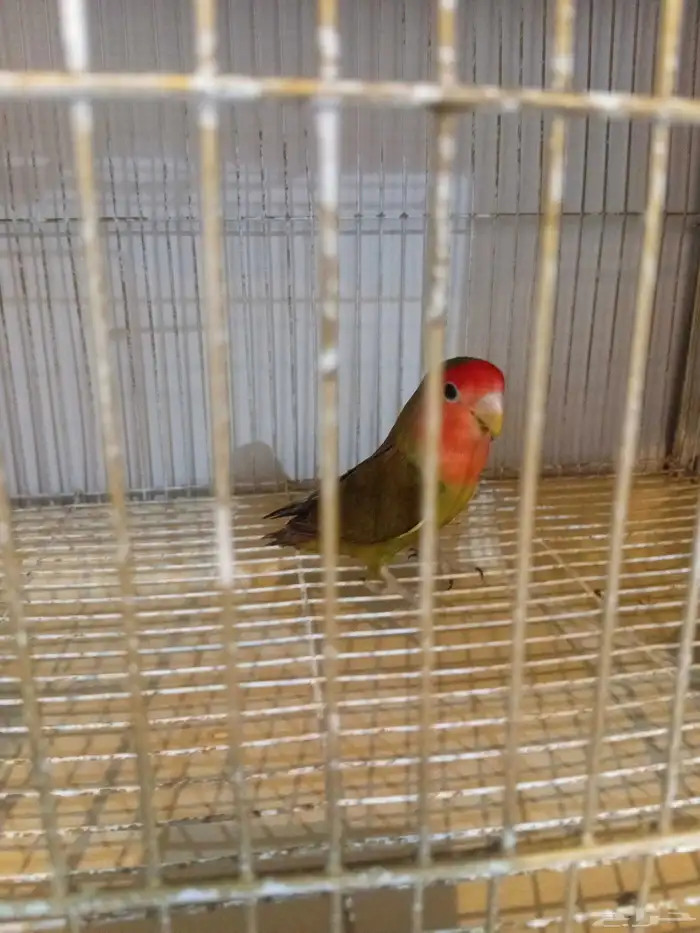 زوج روز منتج 1