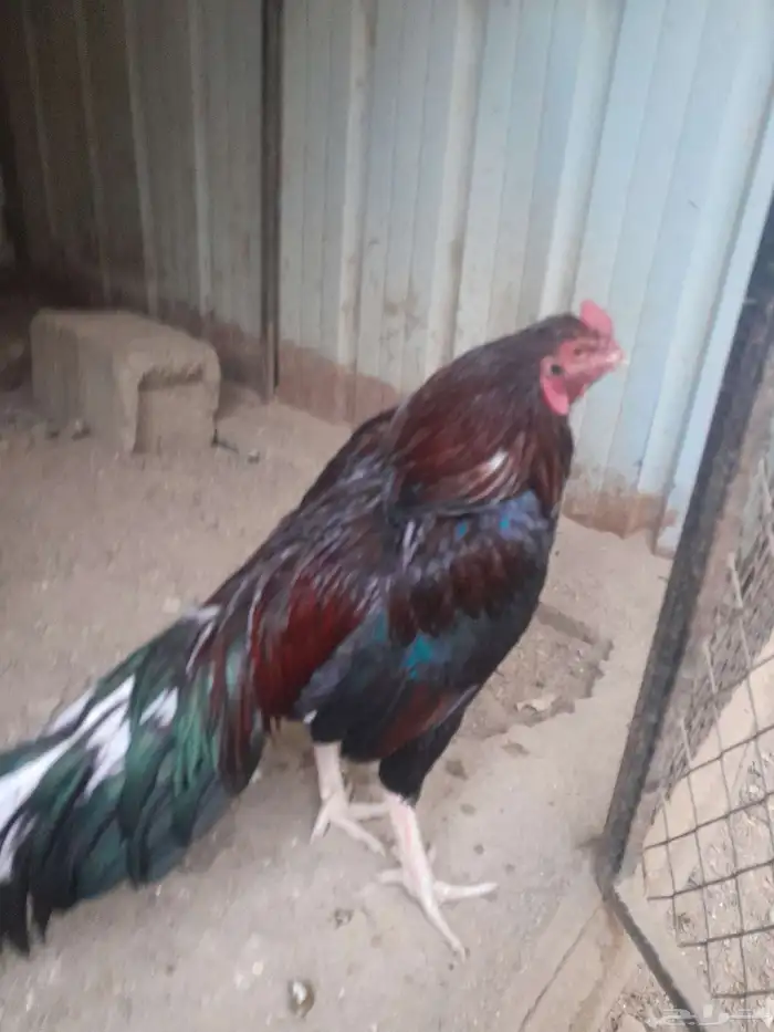 ديك باكستاني ميوالي 0