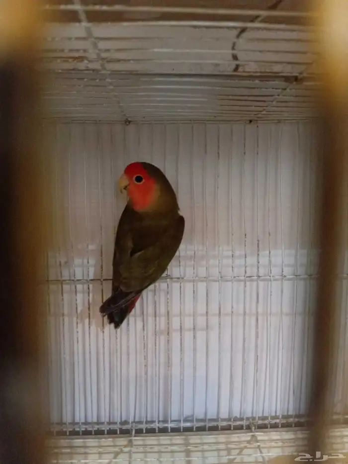 زوج روز منتج 2