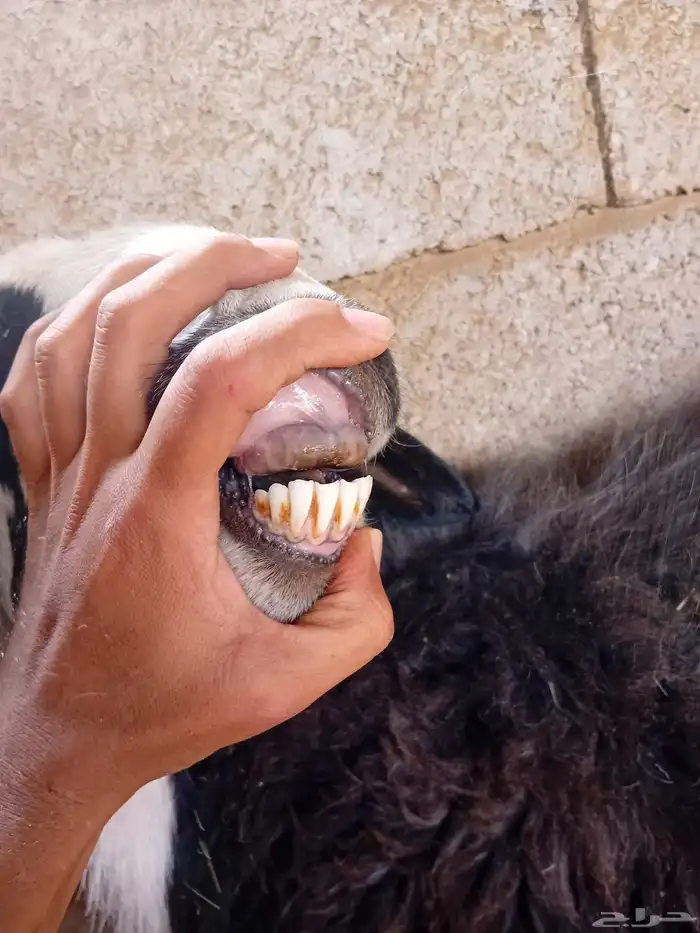 نعجة معها رخله 4