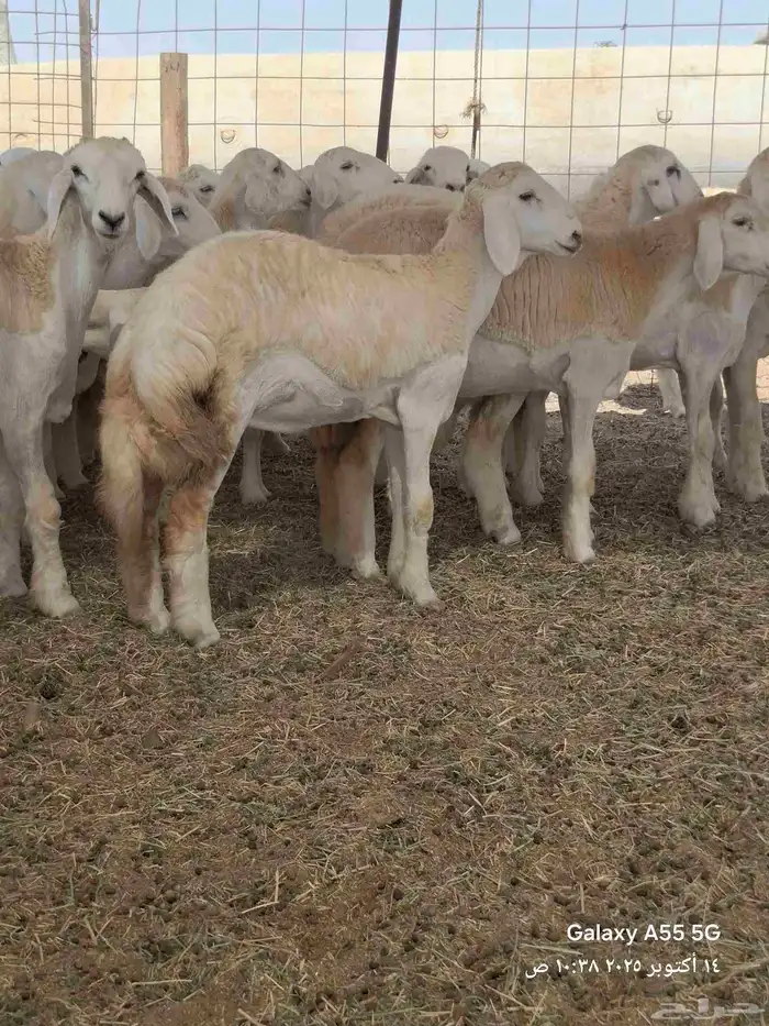 رخال تأسيس مراح 14