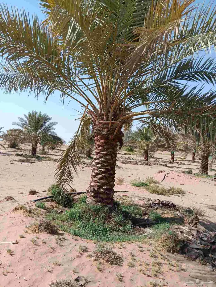 يوجد لدينا جميع انواع النخيل العربي والوشنط الامريكي كما نقو 7