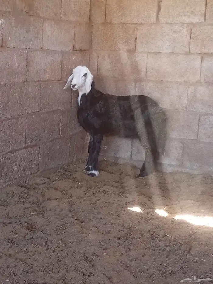 نعجة معها رخله 3