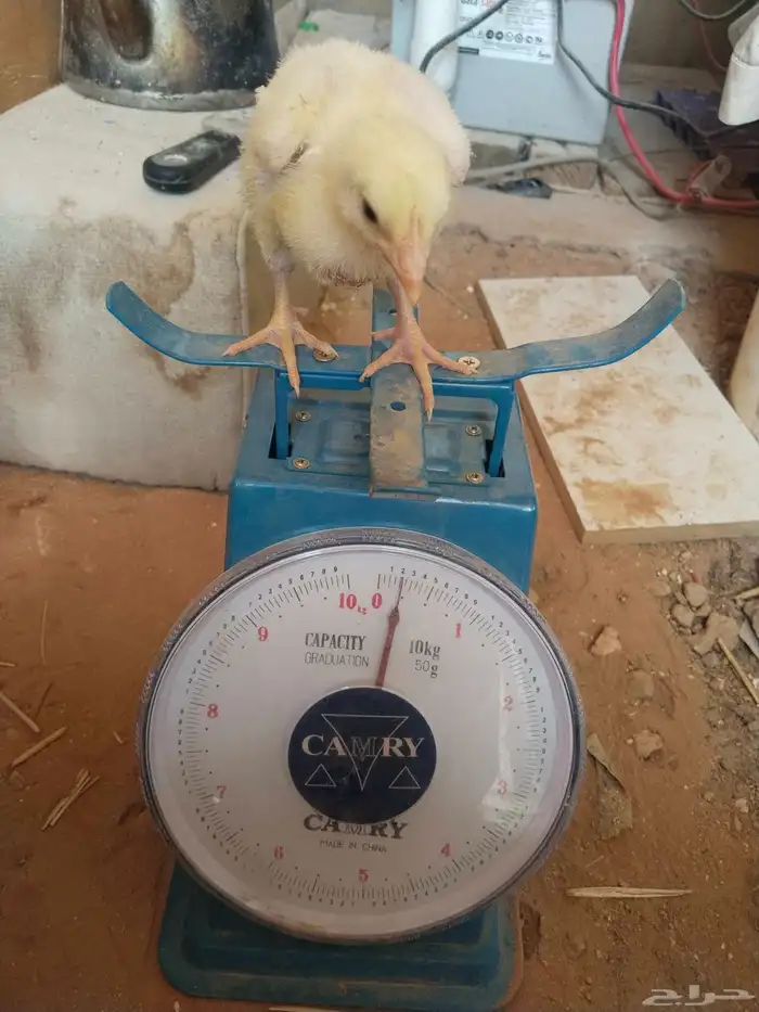 للبيع صوص لاحم روس 308 1
