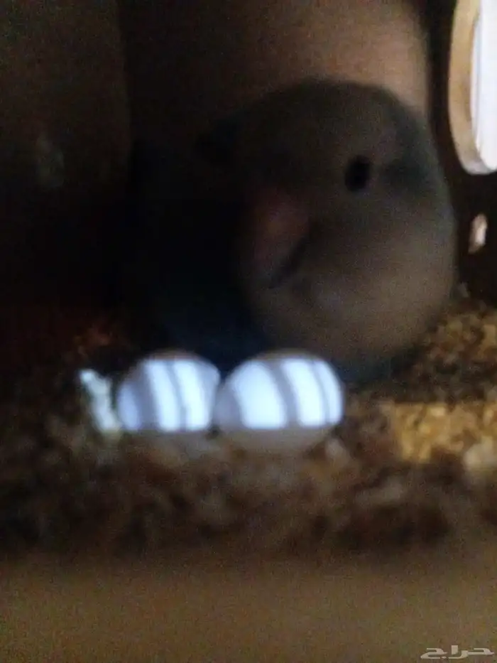 زوج روز منتج 3