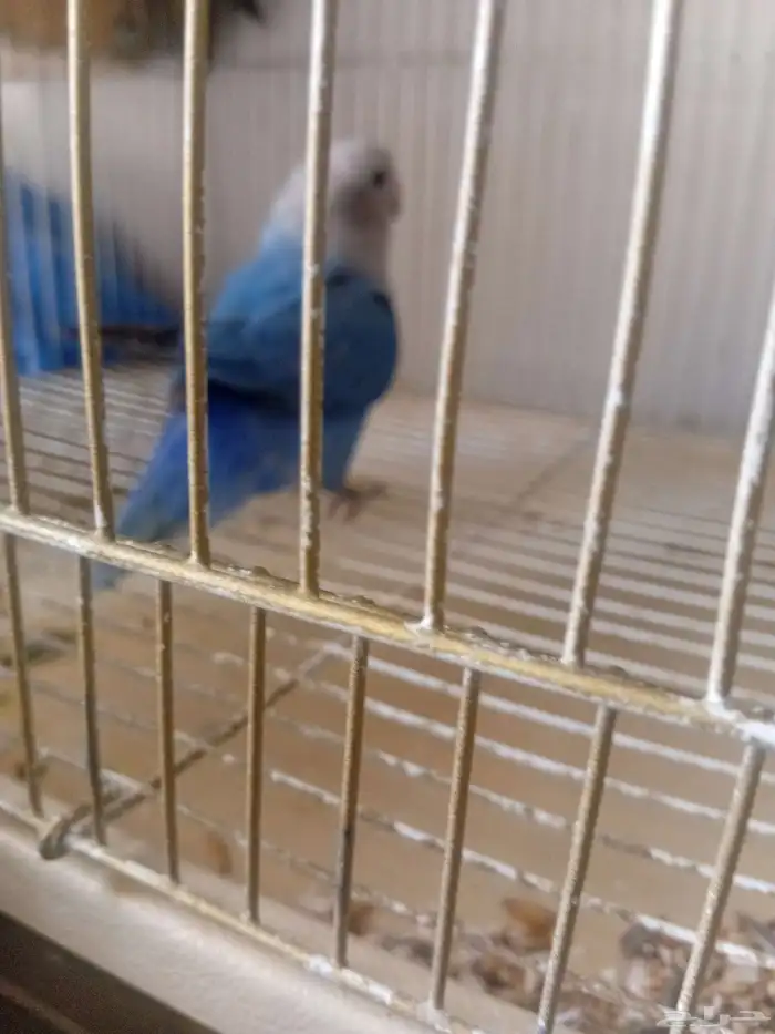 زوج روز منتج 4