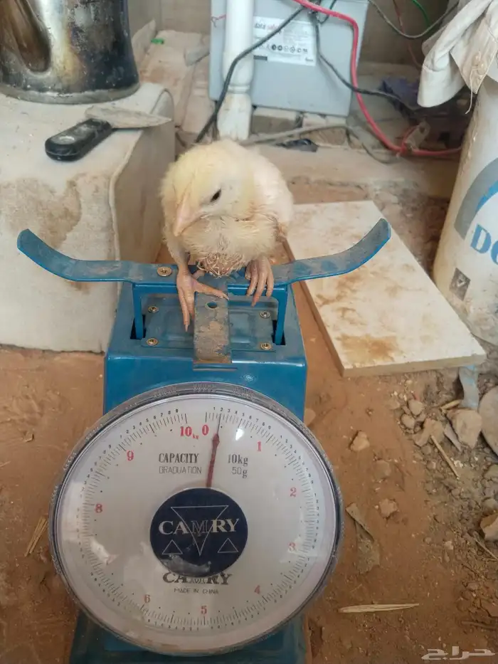 للبيع صوص لاحم روس 308 2