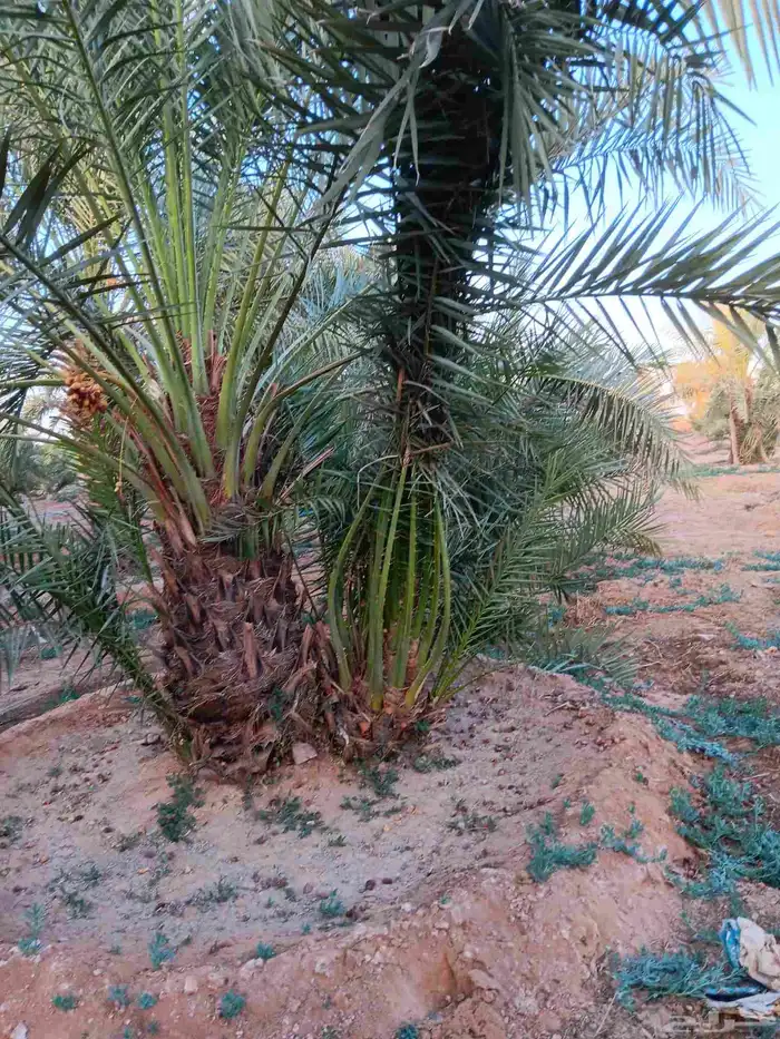 يوجد لدينا جميع انواع النخيل العربي والوشنط الامريكي كما نقو 8