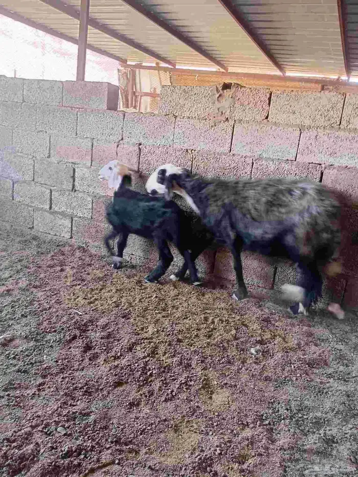 نعجة معها رخله 2