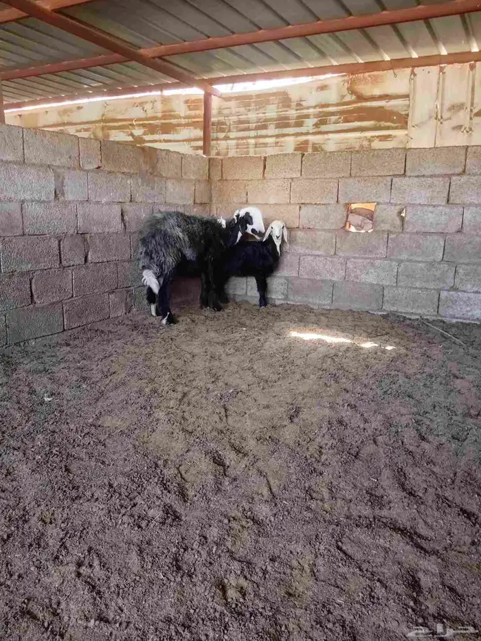 نعجة معها رخله 1