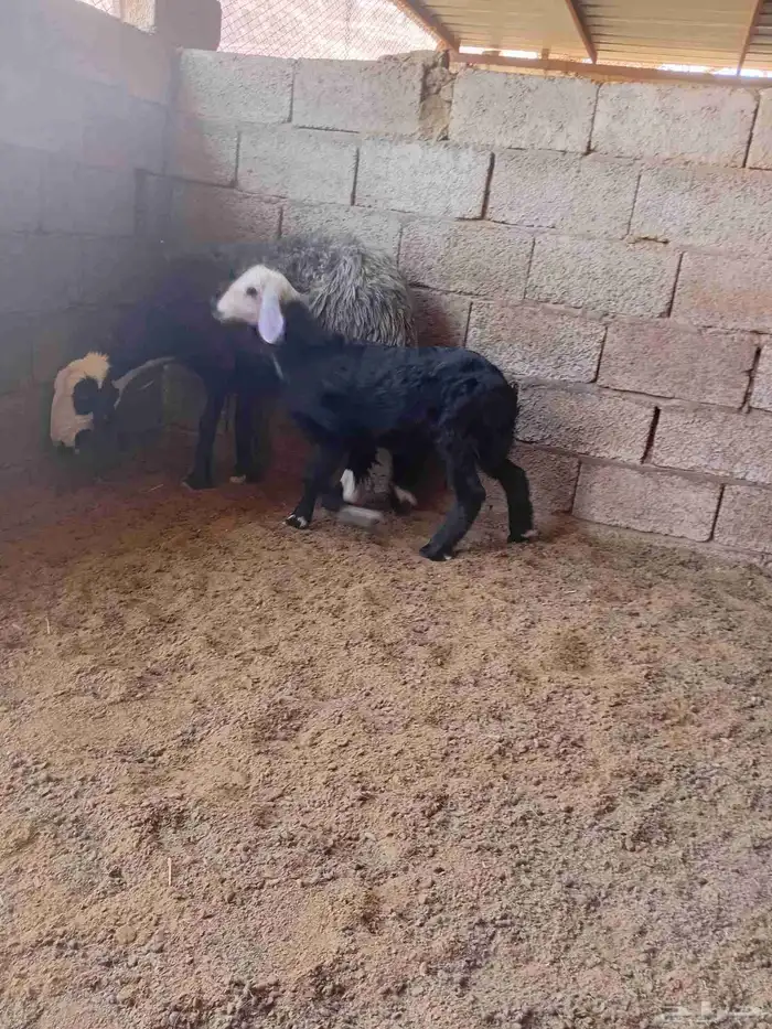 نعجة معها رخله 0