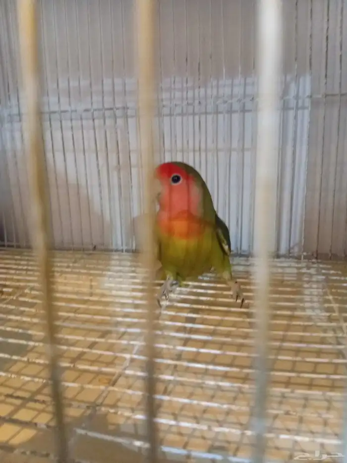 زوج روز منتج 0