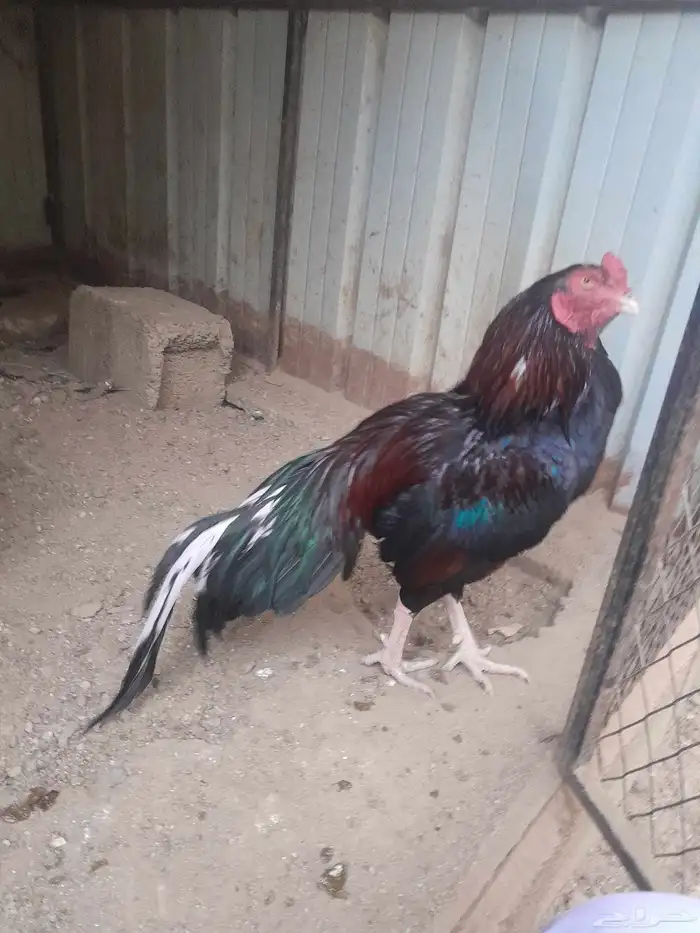 ديك باكستاني ميوالي 1