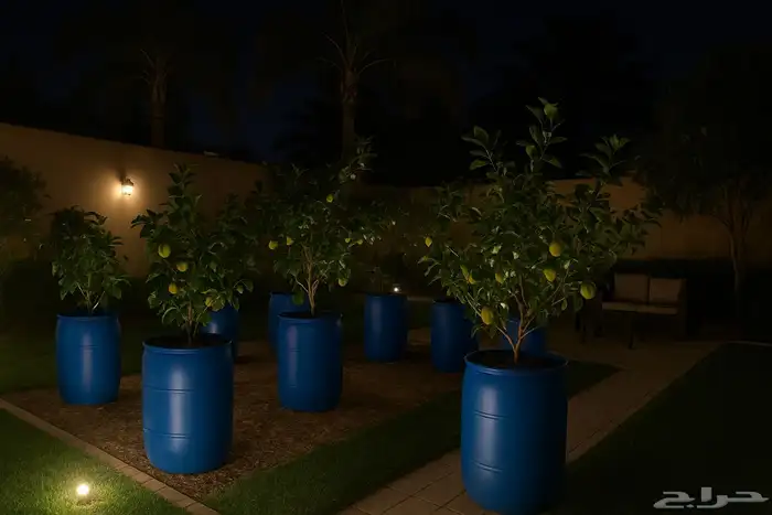 براميل الليمون الإندونيسي المثمرة   شكل فاخر وطعم أجمل 1