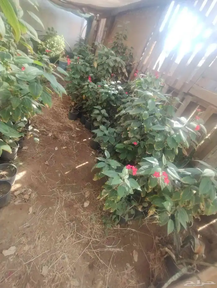 بيع شجرة جاتروفا رخيص جمله فقط عشرة 8