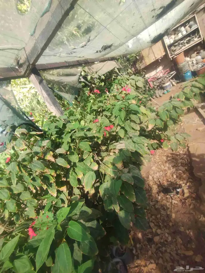 بيع شجرة جاتروفا رخيص جمله فقط عشرة 0