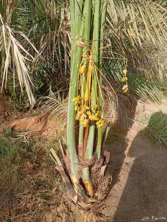 نخل القصيم سكري خلاص مجدول صقعي 4