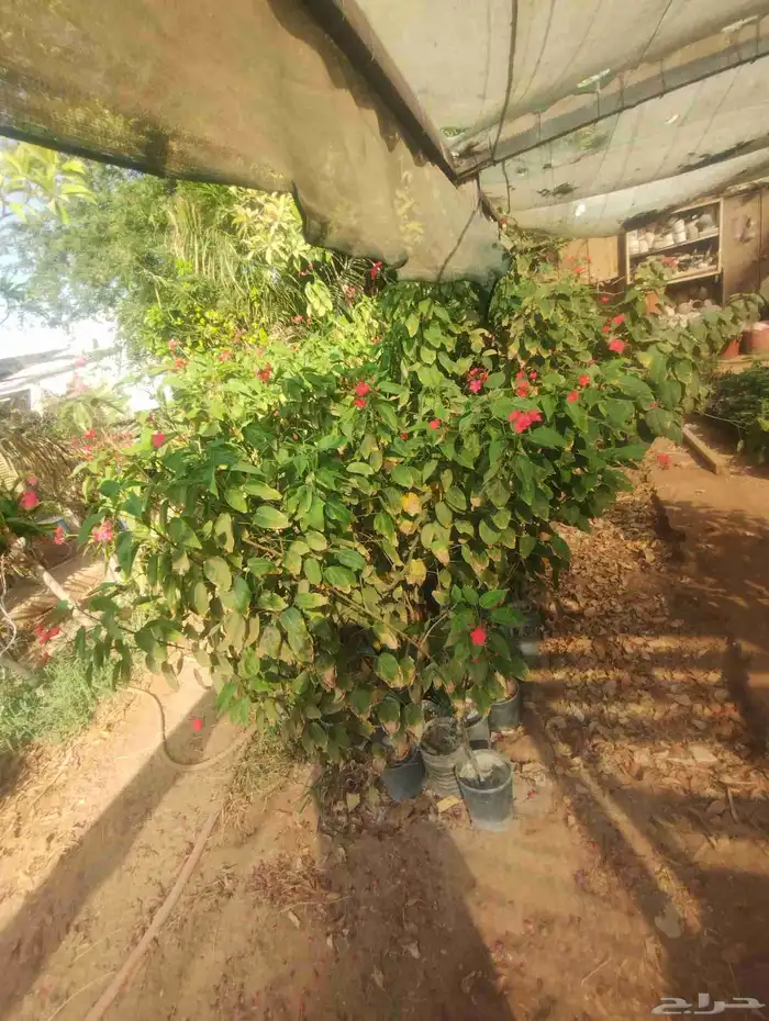 بيع شجرة جاتروفا رخيص جمله فقط عشرة 1