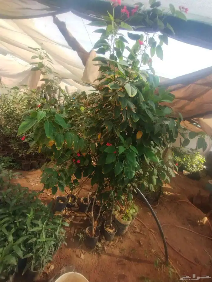 بيع شجرة جاتروفا رخيص جمله فقط عشرة 5