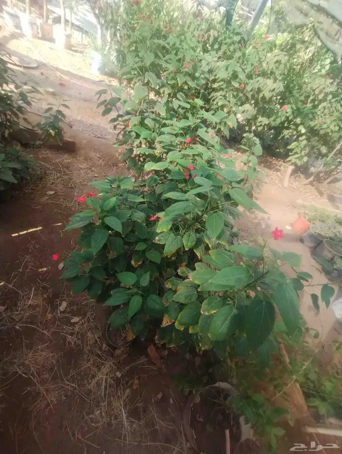 بيع شجرة جاتروفا رخيص جمله فقط عشرة 7