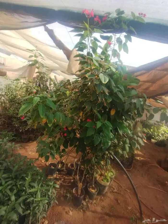 بيع شجرة جاتروفا رخيص جمله فقط عشرة 4