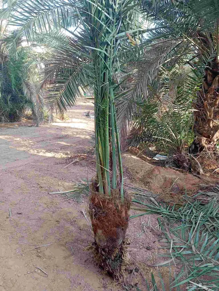 نخل القصيم سكري خلاص مجدول صقعي 2