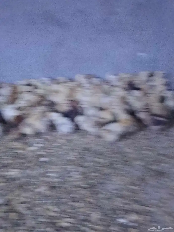 صوص بلدي تم البيع تم البيع 0