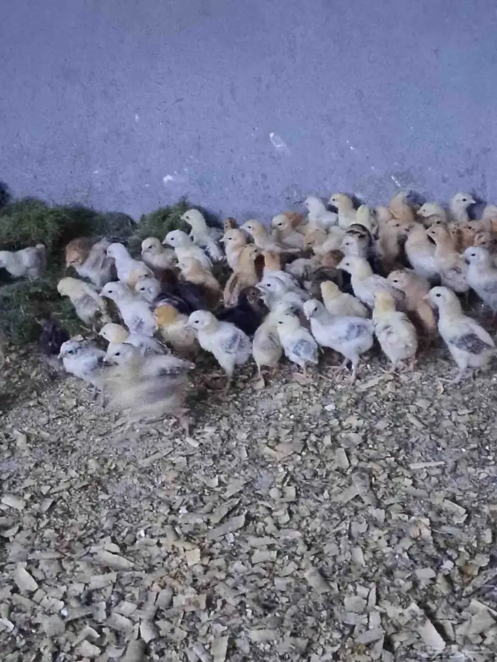 صوص بلدي تم البيع تم البيع 6