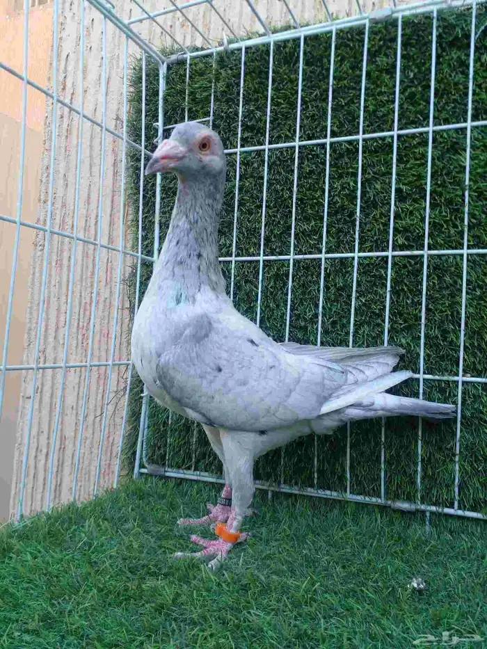 جوز سواعي بأنتاجه مستوا وعينك ميزانك 2