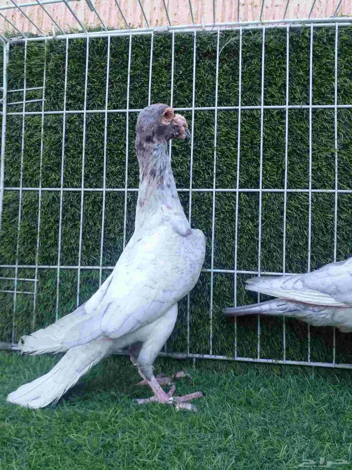 جوز سواعي بأنتاجه مستوا وعينك ميزانك 5