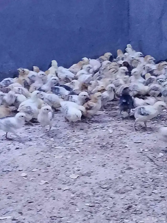 صوص بلدي تم البيع تم البيع 2