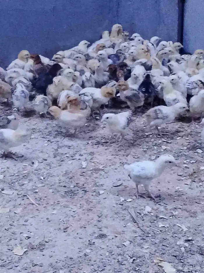 صوص بلدي تم البيع تم البيع 3