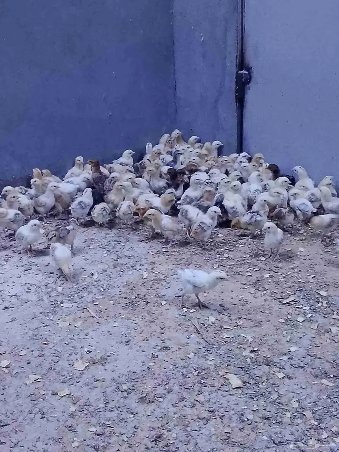 صوص بلدي تم البيع تم البيع 1