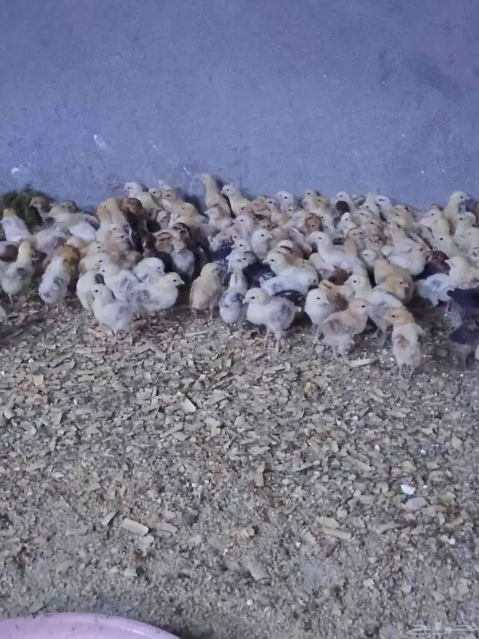 صوص بلدي تم البيع تم البيع 5